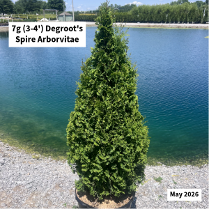 May 2026 7g Degroots Spire Arborvitae Website